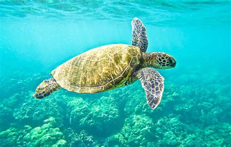 Image result for Turtle Programming Tutorial