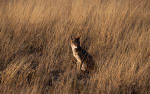 Wallpaper coyote, animal, wildlife, brown, gray hd, picture, image