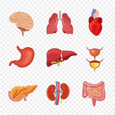 Human Internal Organ Vector Hd Images, Human Internal Organs Anatomy, Human, Anatomy ...