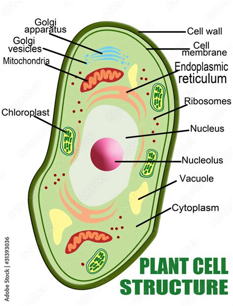 Nature Science Cell 的图像结果