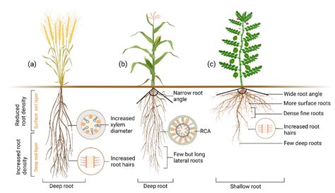 Roots’ Drought Adaptive Traits in Crop Improvement