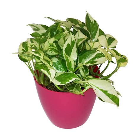 GreenLands Scindapsus Njoy indoor plant in pink color plastic planter ...