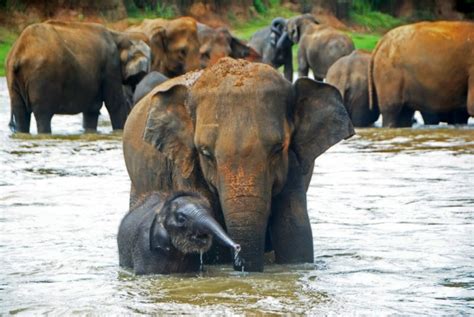 Pinnawela Elephant Orphanage