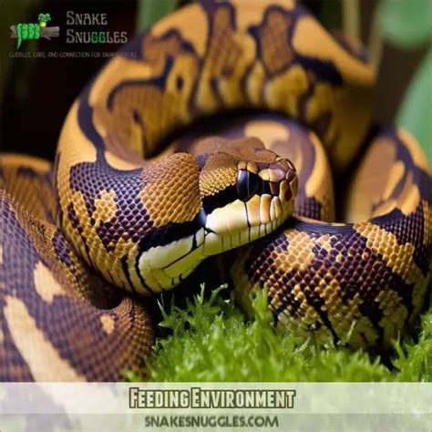 Image result for Python Snake Feeding