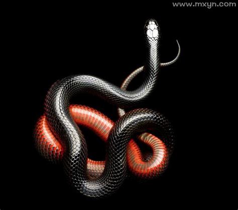 梦见蛇但是没看到蛇头,梦见无头蛇是什么意思,做梦梦见蛇梦到_大山谷图库