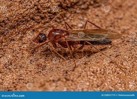 Adult Male Winged Carpenter Ant Stock Image - Image of carpenter, sugar ...