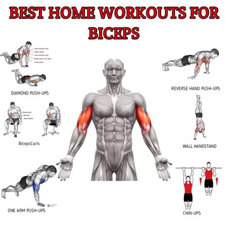 Biceps workout at home no equipment – Artofit
