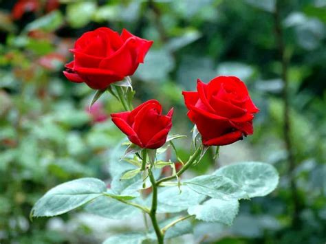 red rose flower HD wallpaper image photo