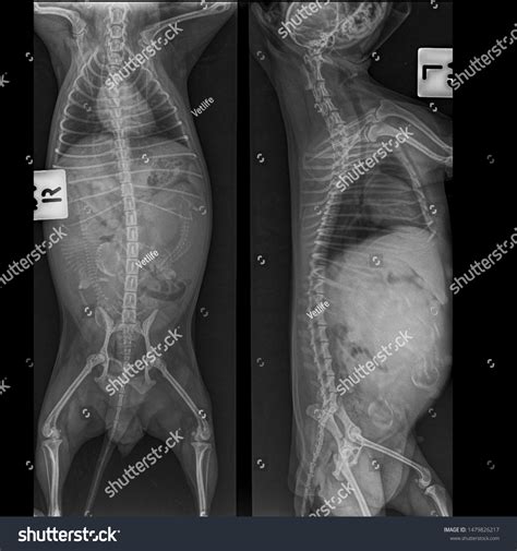 Pregnant Dog X Ray