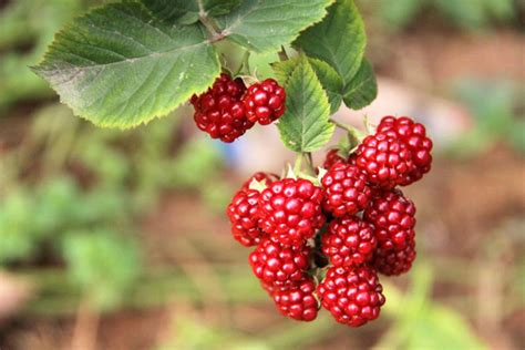 树莓怎么种植？家庭树莓种植方法-种植技术-中国花木网