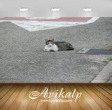 Avikalp Exclusive Premium cat HD Wallpapers for Living room, Hall, Kid ...