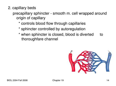 PPT - Understanding Vascular Systems: Functions and Structures in Blood ...