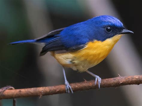 Pygmy Flycatcher - eBird