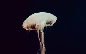 Wallpaper jellyfish, diver, art, sea, depth hd, picture, image