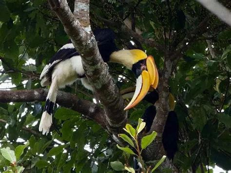 5 birds with beaks powerful enough to kill or injure