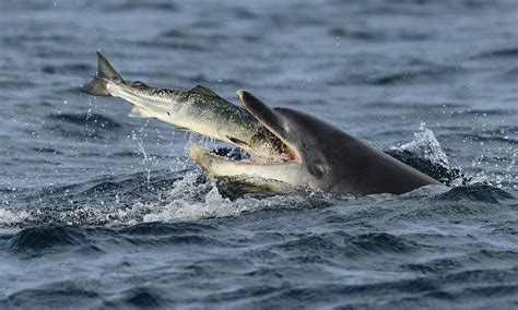 Bottlenose Dolphin Eating Fish