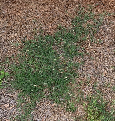 30% Vinegar Natural Weed Killer – Case – Stone Brothers