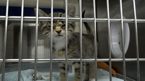 One way you can help animal shelters is by spaying and neutering ...