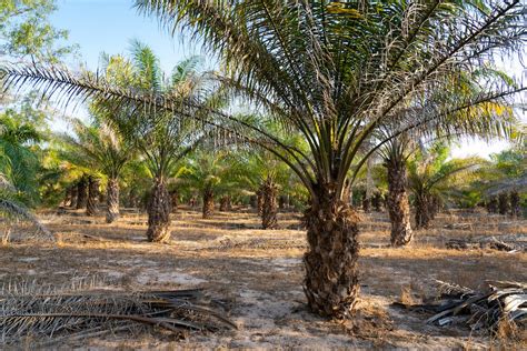 Telangana invests heavily in Oil Palm cultivation; eyes to be fifth ...
