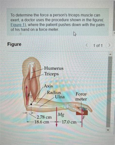 Image result for Testing Triceps