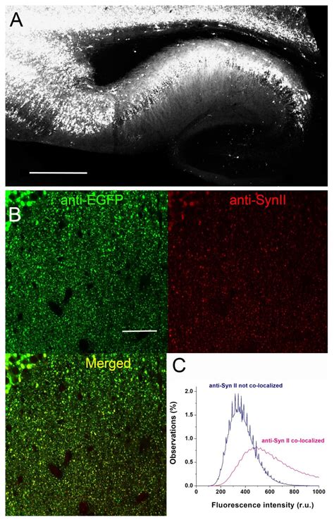 Synapsin II Directly Suppresses Epileptic Seizures In Vivo