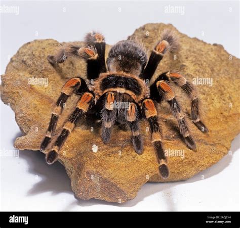 Mexican red-knee tarantula (Brachypelma smithi Stock Photo - Alamy