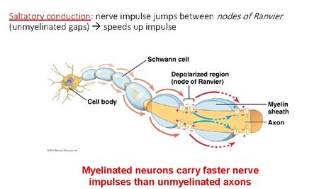 Brain Neuron 的图像结果