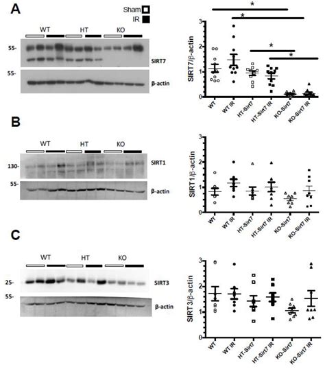 Sirtuin 7 Deficiency Reduces Inflammation and Tubular Damage Induced by ...