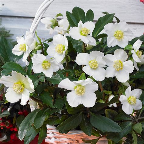 Helleborus niger | Christmas Rose – Gardeners Dream