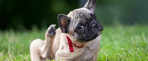 Connection B/W Dog Gut Health & Skin Allergies | Supertails