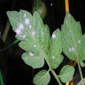 Buy Karathane Gold Fungicide | Powdery Mildew Control | BigHaat