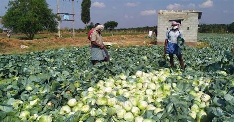 Karnataka farmer's cry for help falls on right ears: Activist plays ...