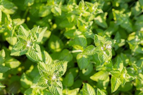 Premium Photo | Lemon balm flowers outdoors. shrub of fresh green mint ...