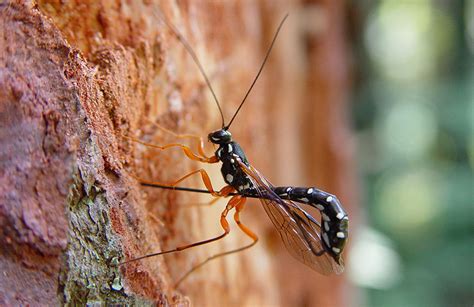 parasitoid 的图像结果