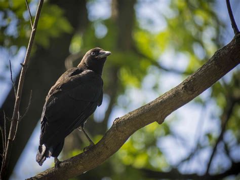 8 Uncanny Facts About Crows