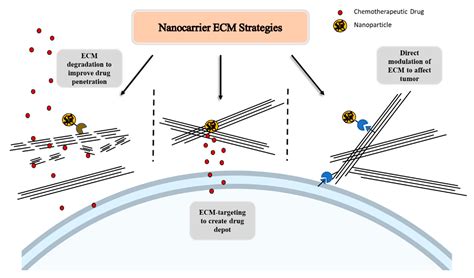 Harnessing Extracellular Matrix Biology for Tumor Drug Delivery