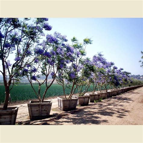 Mall~Kerala : 250 Seeds of Neeli Gulmohur Blue Jacaranda Jacaranda ...