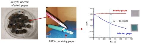 Fast Electrochemical Measurement of Laccase Activity for Monitoring ...