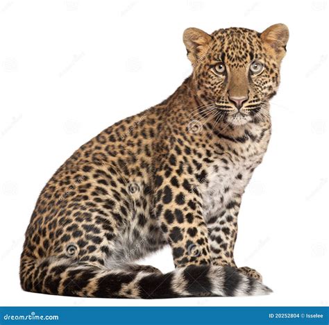 走进美洲豹的世界，它是一种和豹子不同种类的猫科动物_猎物