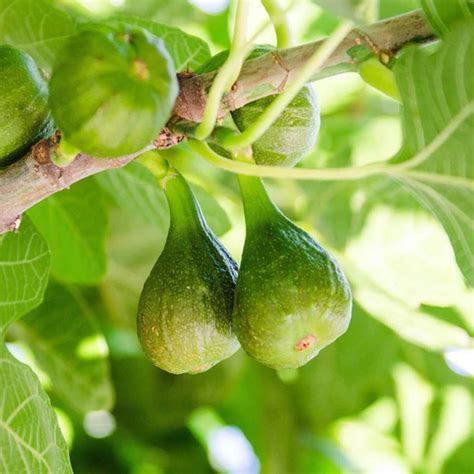 41 Types of Figs: (A-to-Z) Photos - Butter N Thyme