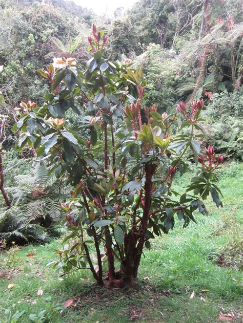 Rhododendron nuttallii | Pukeiti