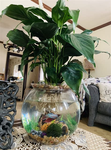 Betta Fish Bowl Plants