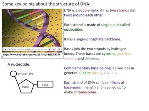 Image result for Structure of DNA Class 12