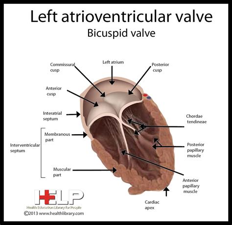 Left Atrioventricular Valve | Anatomy, Cardiac, Heart valves
