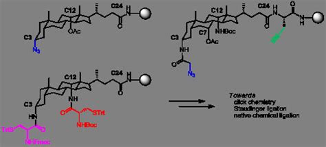 Shortcut Access to Peptidosteroid Conjugates: Building Blocks for Solid ...
