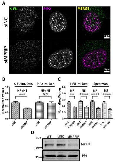 PIP2-Effector Protein MPRIP Regulates RNA Polymerase II Condensation ...