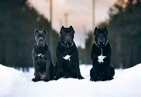 Cane Corso Mastiff 的图像结果