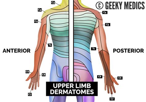 Dermatomes Lower Extremity