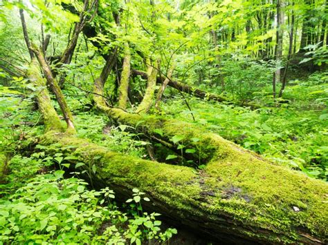 Image result for Scene Spring Trees