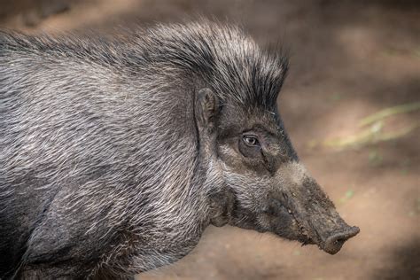Visayan Warty Pig - Los Angeles Zoo and Botanical Gardens